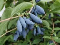 Саженцы Жимолости Голубое веретено