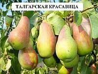 Саженцы груши