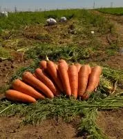 Морковь ПРОМИНАНС F1 2,0-2,2 (100 000 семян) Takii Seeds