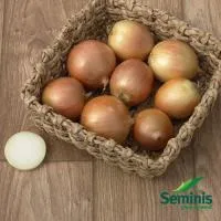 Лук Яровой АНТИЛОПА F1 (250 000 семян) Seminis