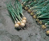 Лук Озимый СВИФТ (250 000 семян) Bejo