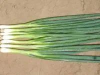 Лук Батун (на перо) БАНЧИНГ СТАР (250 000 семян) Enza Zaden