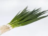 Лук Батун (на перо) ЭСТАФЕТ F1 (250 000 семян) Takii Seeds