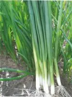 Лук Батун (на перо) ГРИН БАННЕР (100 000 семян) Seminis