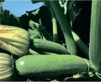 Кабачок GN 1110 F1 (1000 семян) Atakama Seeds