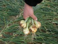 Лук Озимый АВГУСТА (250 000 семян) Semo