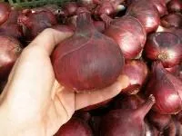 Лук Яровой КАРМЕН (250 000 семян) Semo