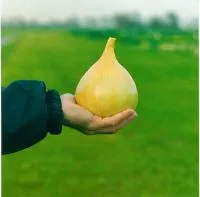 Лук Яровой ЭКСИБИШЕН (250 000 семян) Bejo