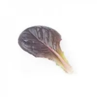 Салат ромэн БОЙД (беби лиф) (100 000 семян) (NS) Rijk Zwaan