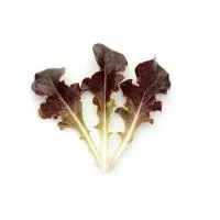 Салат дуболистный ЛУНАВИЯ (беби лиф) (100 000 семян) (NS) Rijk Zwaan