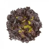 Салат дуболистный САТУДАЙ (1000 семян) драже Rijk Zwaan