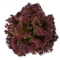 Салат листовой САТИН (лолло росса) (5000 семян) драже Rijk Zwaan