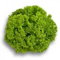 Салат листовой ЛОЗАНО (5000 семян) драже Rijk Zwaan