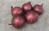 Лук Яровой РЕД РАМ F1 (250 000 семян) прец. Bejo