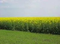 Насіння озимого ріпаку Чемпіон України